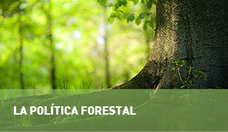 Política Forestal